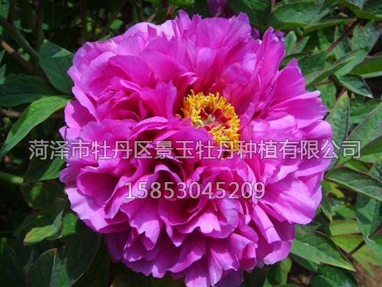 疊云