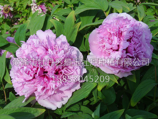 紫玉傲陽