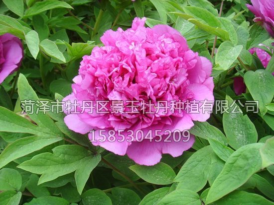 錦上添花