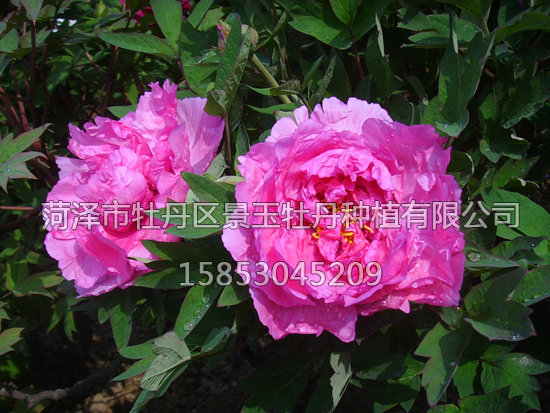 滿園春光