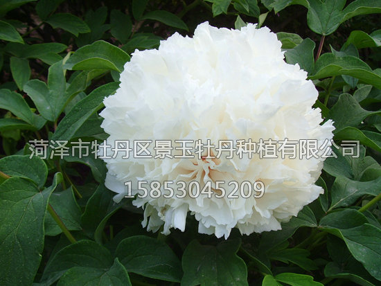 綠幕隱玉