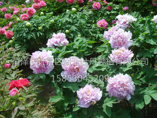 青翠藍(lán)？.JPG