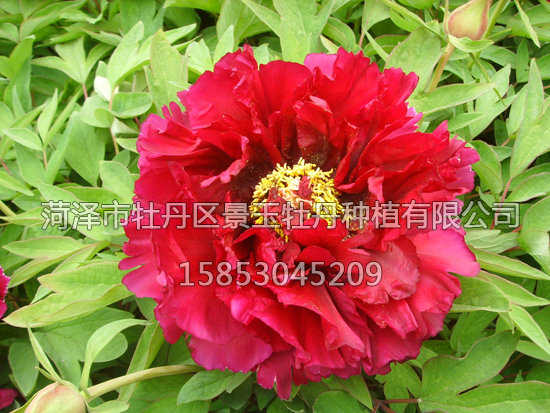 皺瓣紅1.JPG