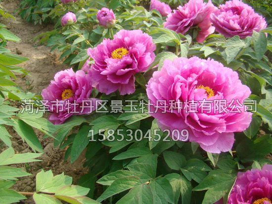 花魂5.JPG