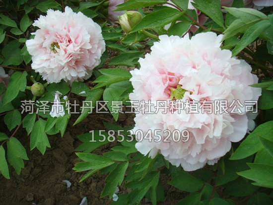百園粉2.JPG
