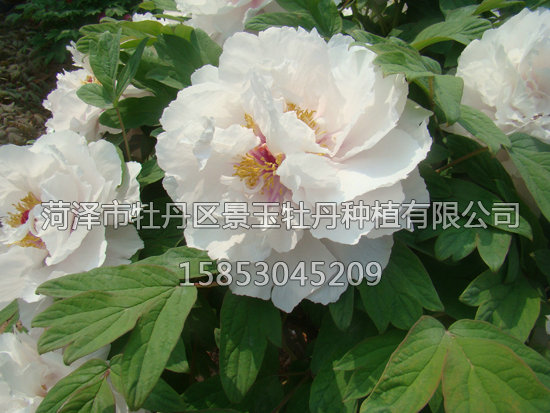 梨園春曉