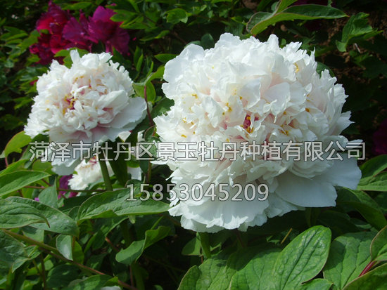 琉璃貫珠