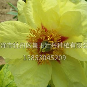 黃金時代