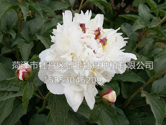黃鶴樓 