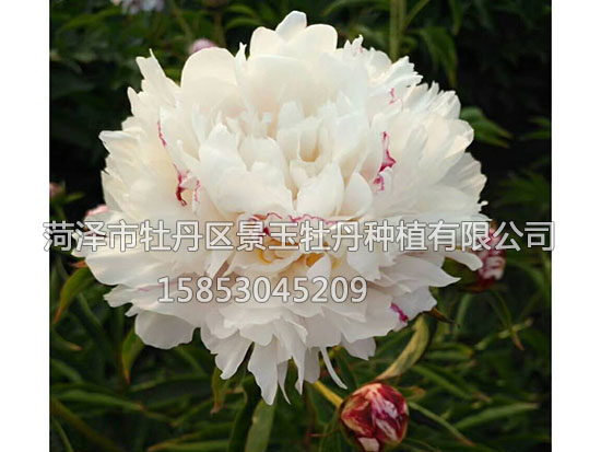 五花龍玉