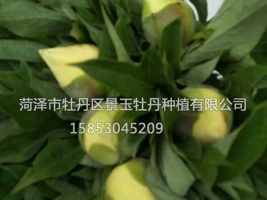 巴次拉鮮切花3 副本.jpg